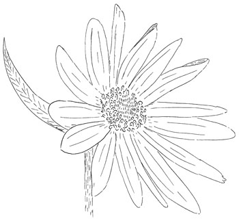 Narrow-leaved  Sunflower  Drawing