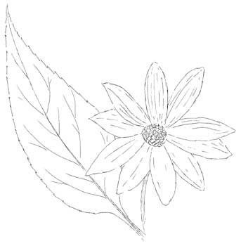 Ten-Petal Sunflower Drawing