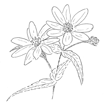 Woodland Sunflower Drawing
