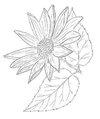 False-Sunflower Drawing