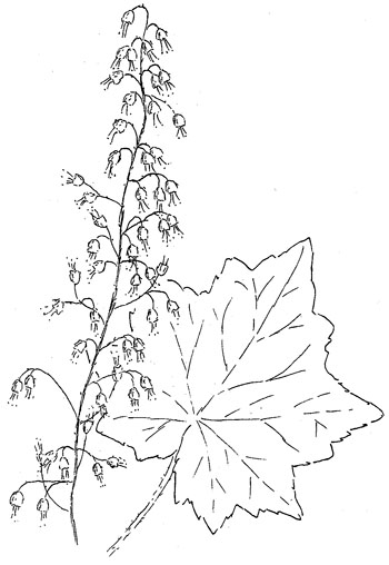 Hairy Alumroot Drawing