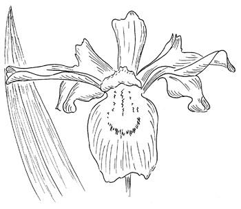 Dwarf Crested Iris  Drawing