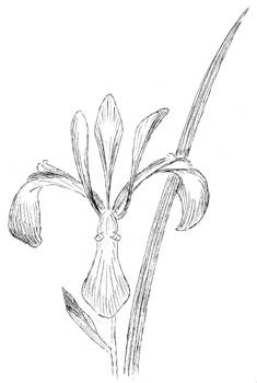 Slender Blue Flag Iris  Drawing