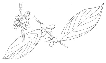 Northern Spicebush Drawing
