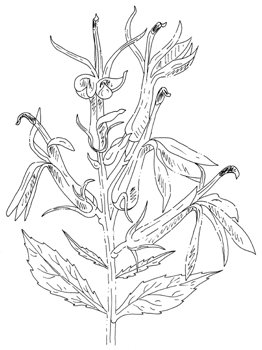 Cardinal Flower Drawing