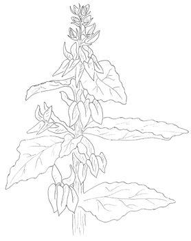 Great Blue Lobelia Drawing