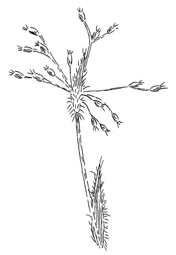  Hairy WoodrushDrawing