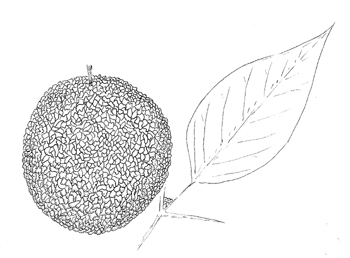 Osage Orange Drawing