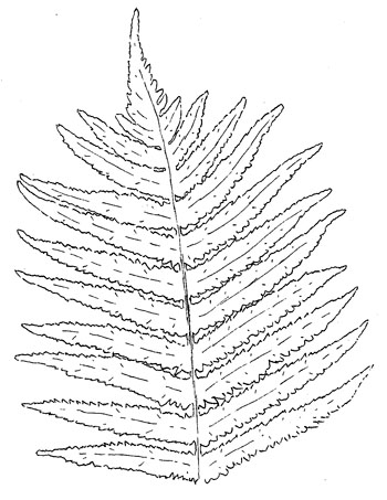 Ostrich Fern Drawing