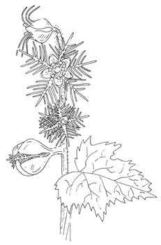 Twoleaf Miterwort Drawing