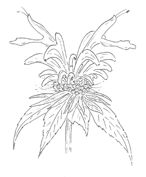 Scarlet Beebalm Drawing