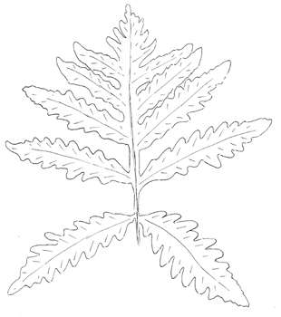 Sensitive Fern Drawing