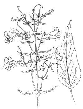 Tall White Beardtongue Drawing