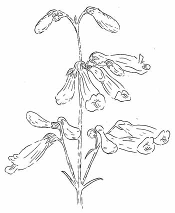 Northeastern Beardtongue Drawing