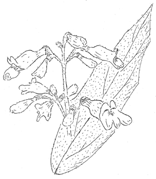 Pale Beardtongue Drawing