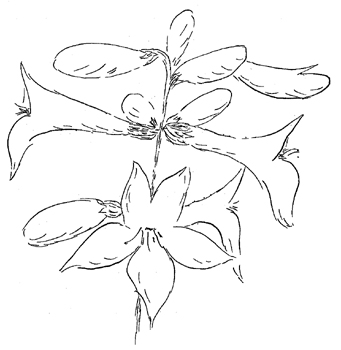 White Wand Beardtongue Drawing