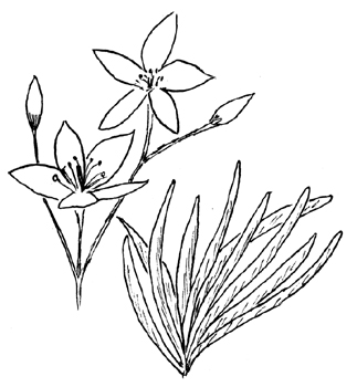 Appalachian Fameflower Drawing