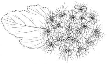 Atlantic Ninebark Drawing