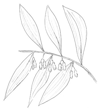 Smooth Solomon's-Seal Drawing