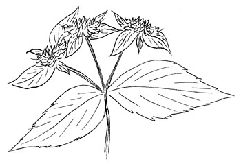 Big Leaf Mountain Mint Drawing