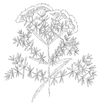 Slender Mountain Mint Drawing