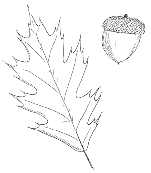 Northern Red Oak Drawing