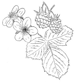 American Red Raspberry Drawing