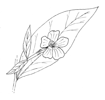 Wild Smooth Petunia Drawing