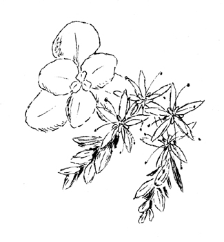 Wild Stonecrop Drawing