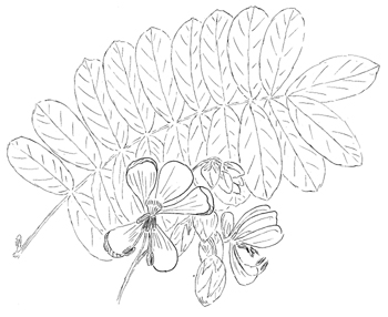 Wild Senna Drawing