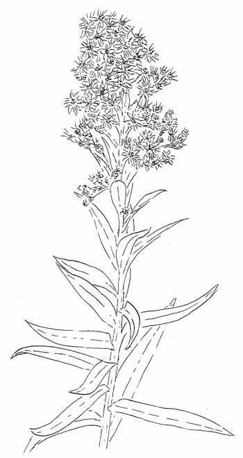 Seaside Goldenrod Drawing