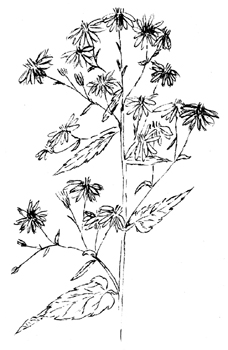 Heart-leaved Aster Drawing