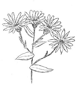 Smooth Blue Aster Drawing