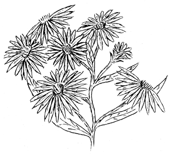 New York Aster Drawing