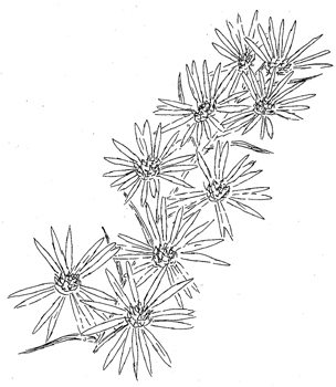 Frost Aster Drawing