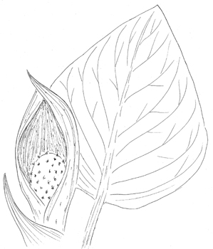 Skunk Cabbage Drawing