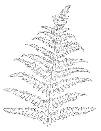 Marsh Fern Drawing