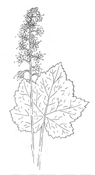 Wherry's Foamflower  Drawing