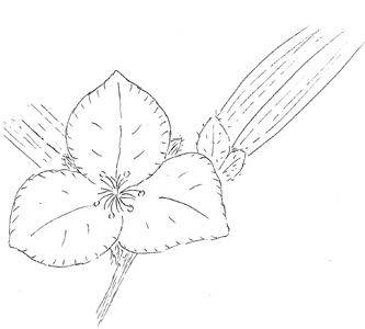 Prairie Spiderwort Drawing