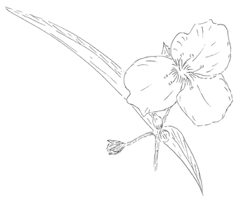 Ohio Spiderwort Drawing