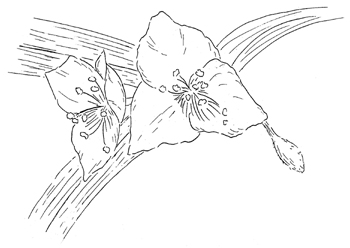 Virginia Spiderwort Drawing