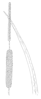 Narrow-leaved Cattail Drawing