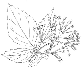 Largeflower Valerian Drawing