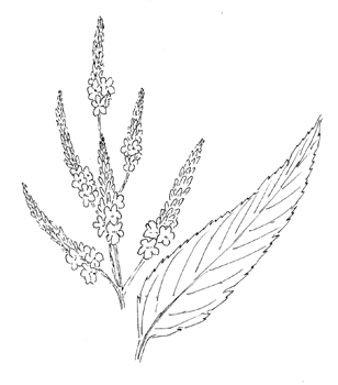 Blue Vervain Drawing