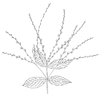 White Vervain Drawing