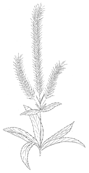 Culver's Root Drawing