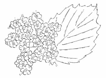 Southern Arrowwood Viburnum Drawing