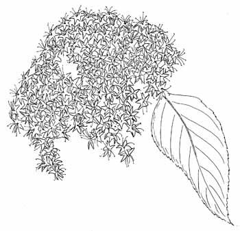 Nannyberry Viburnum Drawing