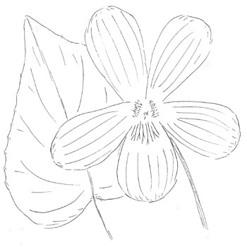 Bucks County Magenta Violet Drawing