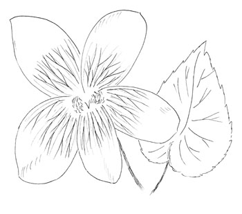 Confederate Violet Drawing